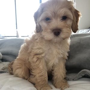 Meet your Posher, Monica